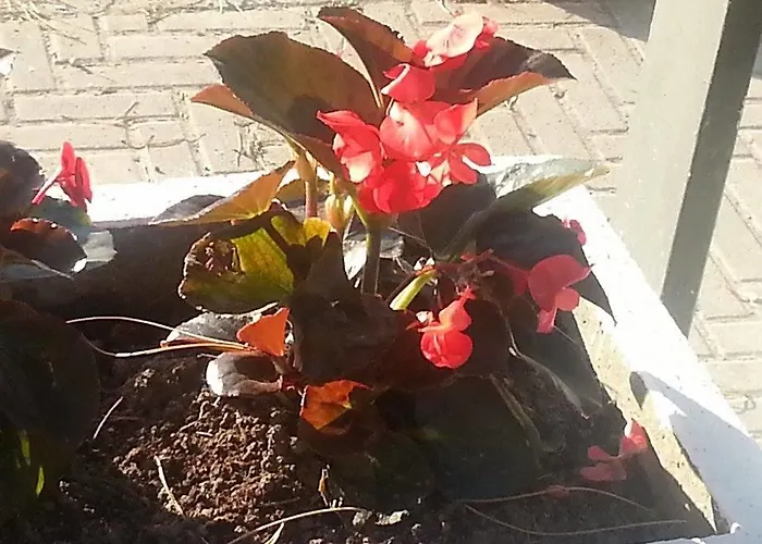 Franca 2* ריולו טרמה